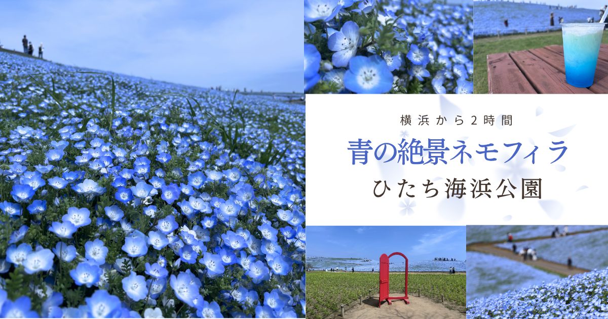 ひたち海浜公園のネモフィラ｜横浜から日帰りで行ける青の絶景（茨城・ひたちなか市）